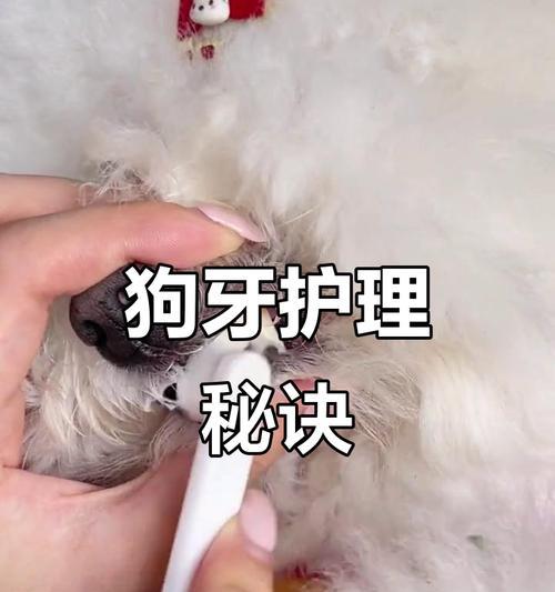 如何帮助宠物狗狗护理口腔健康（了解口腔疾病，从日常护理开始）