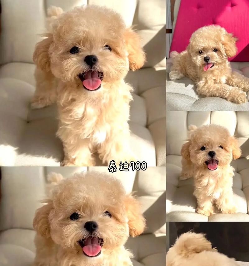 泰迪狗（谁养谁知道，探究泰迪狗的魅力）