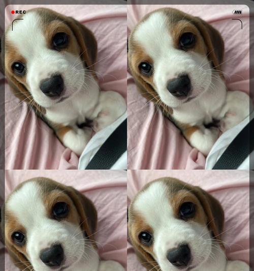 如何解决比格犬的皮屑问题（宠物养护技巧，养出健康快乐的比格犬）