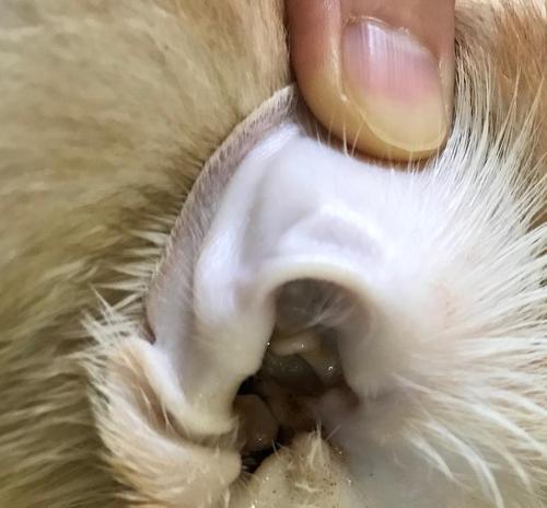 猫咪耳朵突然出现血块的原因分析（猫咪耳朵出现血块可能的病因和治疗方法）