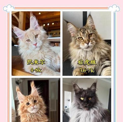 缅英猫和布偶猫的体型比较（探究猫咪体型大小对其品种特点的影响）