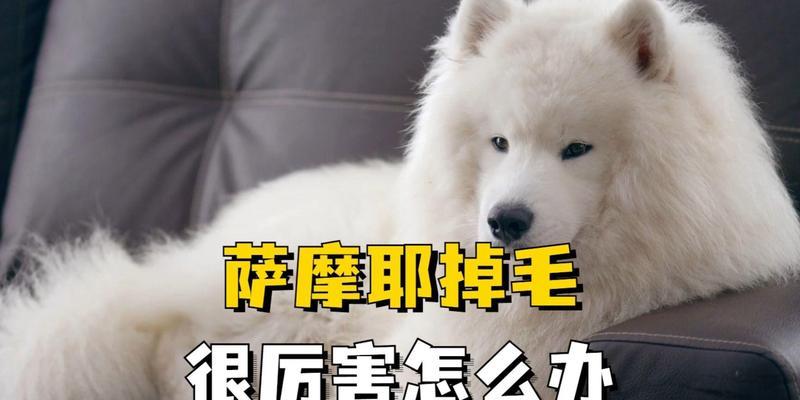 揭秘萨摩耶掉毛的五个常见原因（为什么你的萨摩耶总是掉毛？——探索萨摩耶掉毛的根源）