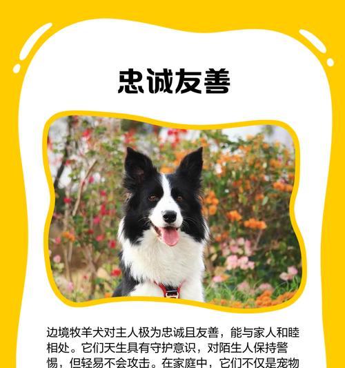 边境牧羊犬毛发护理指南（如何让你的宠物毛发更加健康亮丽）