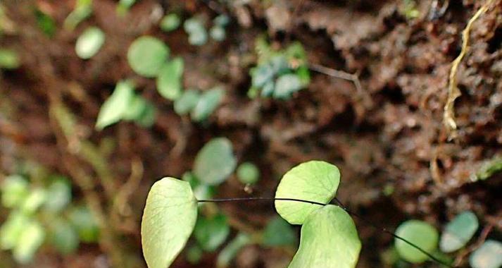 四眼蝶饲养指南（打造高品质生态水景——）
