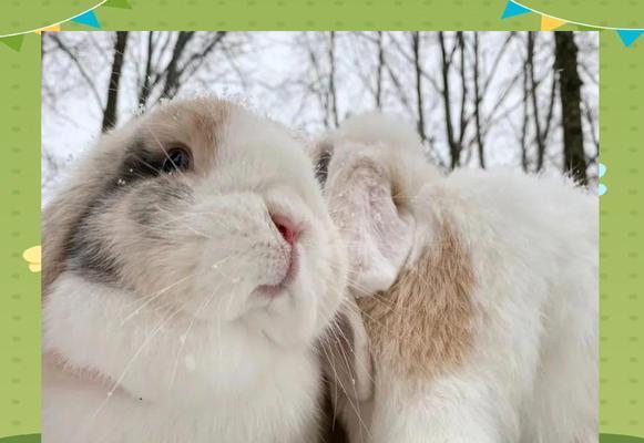 法国垂耳兔饲养全攻略（从饲料到环境，全面指导你的垂耳兔健康成长）