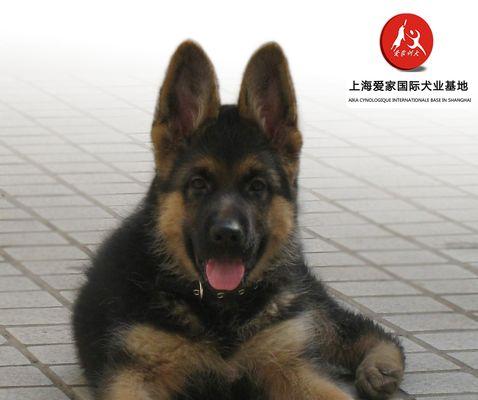 以德牧为宠物，它能成为你的家庭看门犬吗？（了解德牧的性格特点和训练技巧，让你更加信任它）