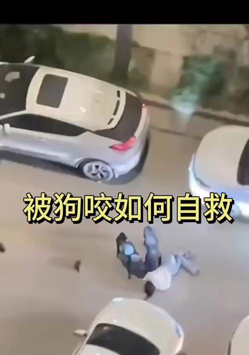 被狗狗咬了怎么办？（宠物犬咬伤处理方法及注意事项）