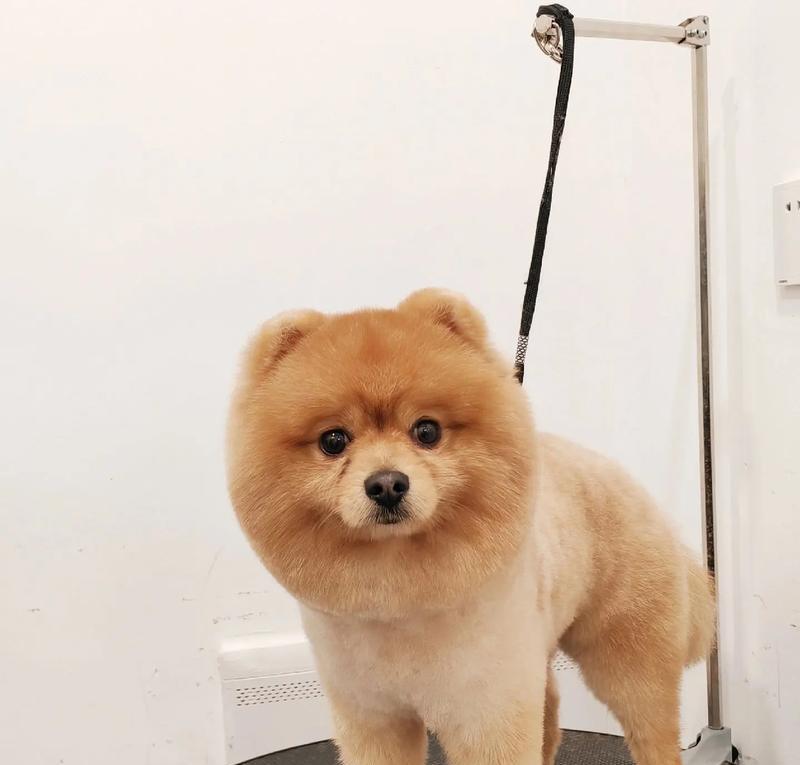 博美狗狗品种大全（掌握各种博美狗的特点和习性，选一只最适合你的小伙伴）