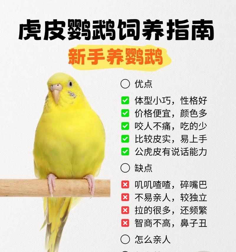 喋喋吸蜜鹦鹉的饲养方法（让你的宠物健康快乐生活）