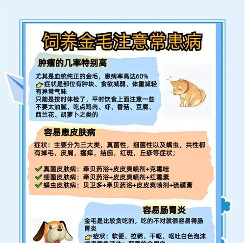如何消除金毛狗身上的异味？（宠物爱好者必看！金毛狗身上异味的原因和解决方法）