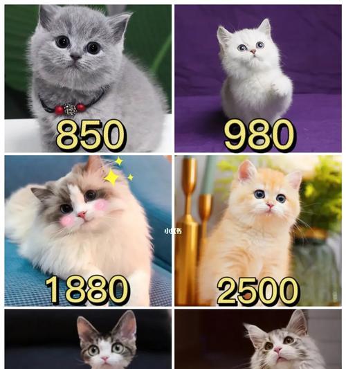 孟买猫的饲养方法（全面了解孟买猫的饲养技巧，打造幸福宠物生活）