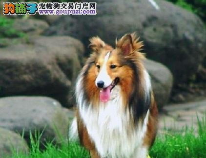 怎样让宠物病后康复——以苏牧拉稀怎么办为例（如何护理宠物、注意事项及饮食建议）