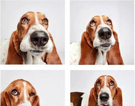 宠物以巴吉度突然不吃饭的原因剖析（疾病、厌食、环境变化都可能导致宠物不吃饭）