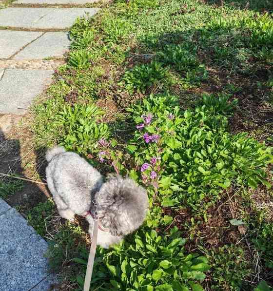 泰迪狗狗一天没吃饭，主人该怎么办？（遇到狗狗不吃饭的情况，要及时采取措施）