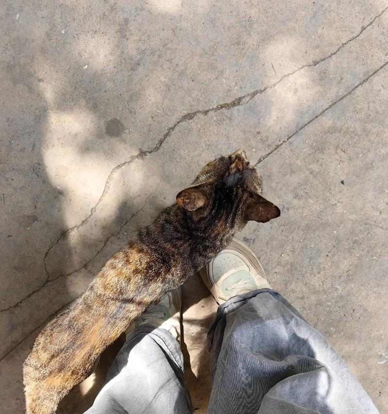 猫咪伤心的10个主要表现（分析猫咪伤心的迹象及如何帮助它们恢复正常）