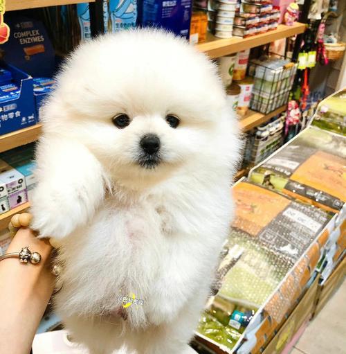 博美小狗成长全记录（从可爱小狮子到精神小伙伴，关注博美犬的成长历程）