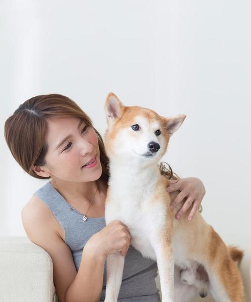 如何培养贵宾不护食的好习惯（以宠物为主，用科学方法训练宠物不挑食）