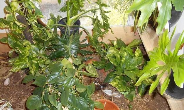 凹甲陆龟的饲养方法（从栖息环境到饮食习惯，全面了解凹甲陆龟饲养方法）