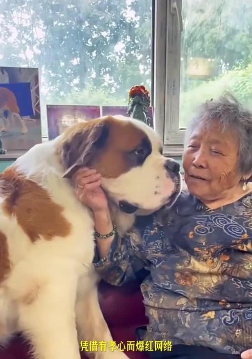 为宠物健康着想——关于以圣伯纳犬接种疫苗的注意事项（保护圣伯纳犬免受疾病侵害）