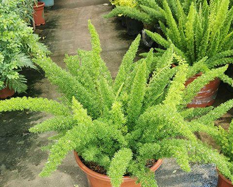 印尼锯尾吊的饲养方法（打造优美水族箱，享受健康生活）