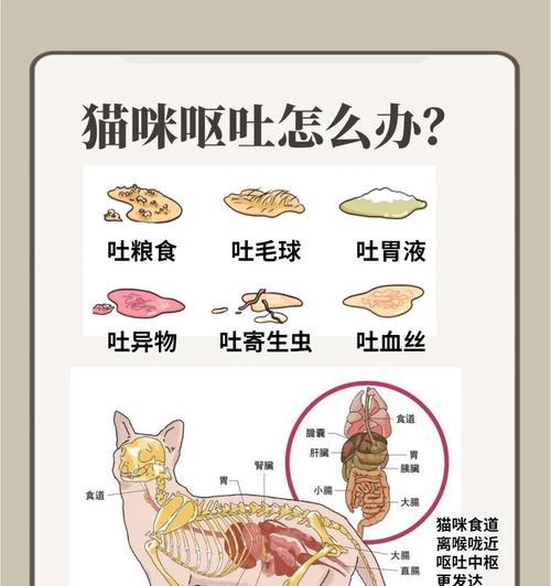 小猫咪吐了怎么办？教你正确应对（小猫咪呕吐原因及处理方法，保障爱宠健康）