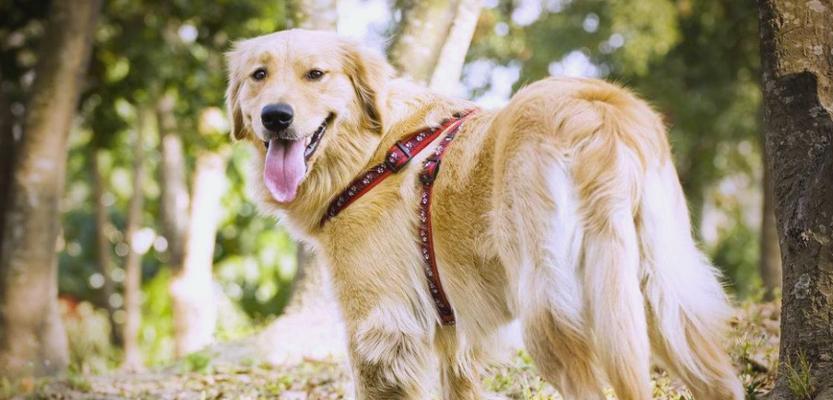 金毛的智商究竟如何？（揭秘宠物中的智慧之犬）