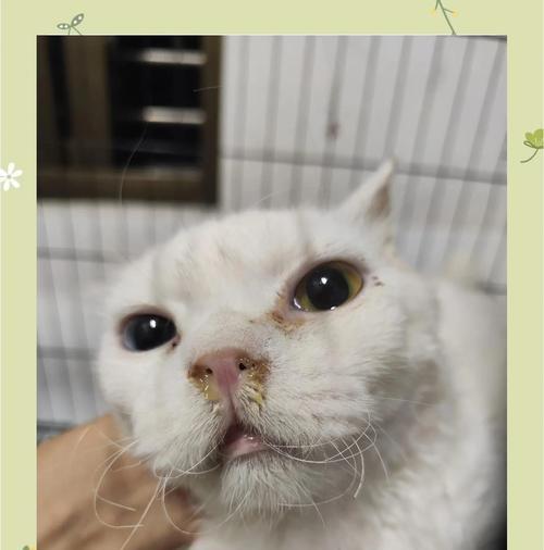 小猫为什么一直流鼻涕却不打喷嚏？（探究小猫流鼻涕的原因和处理方法）