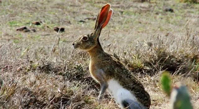 墨西哥兔的饲养方法（科学合理的养殖管理助力兔肉产业的发展）