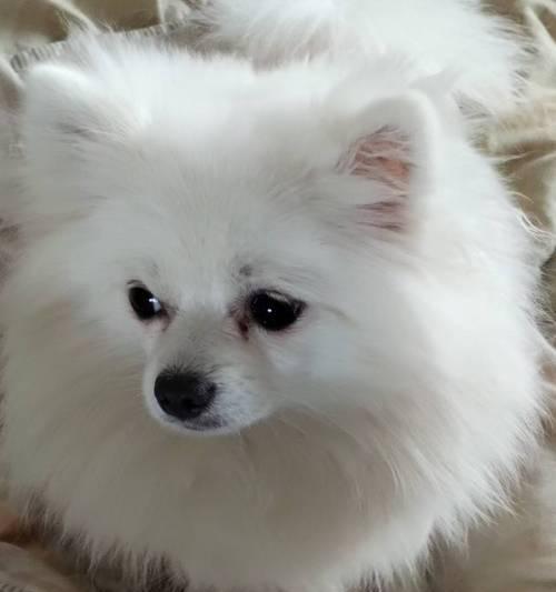 博美狗为何不吃东西还吐？（探究博美狗食欲不振和呕吐的原因及应对方法）