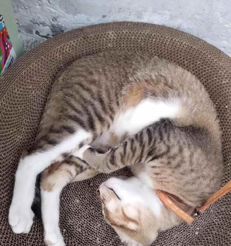 小猫与大猫分别的最佳时间（何时该让小猫独立出去？）