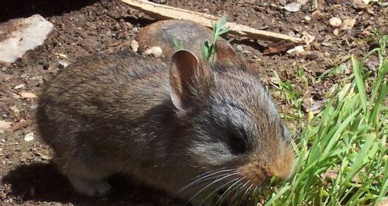 达乌尔鼠兔的饲养方法（从起居饮食到健康护理，这些你都需要知道！）