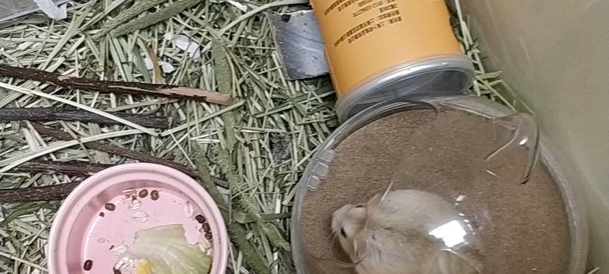 布丁仓鼠背上的神秘线条（揭秘布丁仓鼠背上线条的由来与意义）