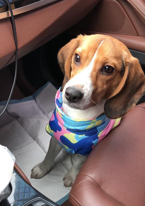 用食物训练三个月的比格犬——关爱宠物健康（通过正确的饮食习惯提高比格犬的体质素质和活力）