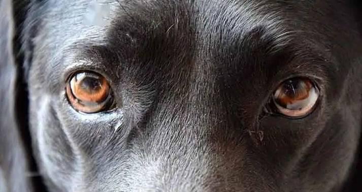 狗狗早上起床眼睛有眼屎的原因（眼屎对狗狗眼睛的影响及预防方法）