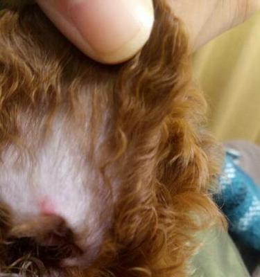 狗耳朵后面的红点点是什么？如何处理？（了解狗耳朵后面红点点的原因和处理方法）