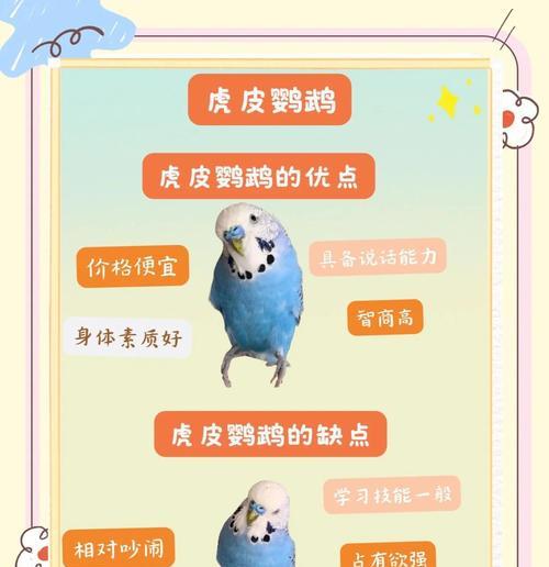 如何科学饲养太平洋鹦鹉？（掌握这些关键方法，让你的鹦鹉健康快乐成长）