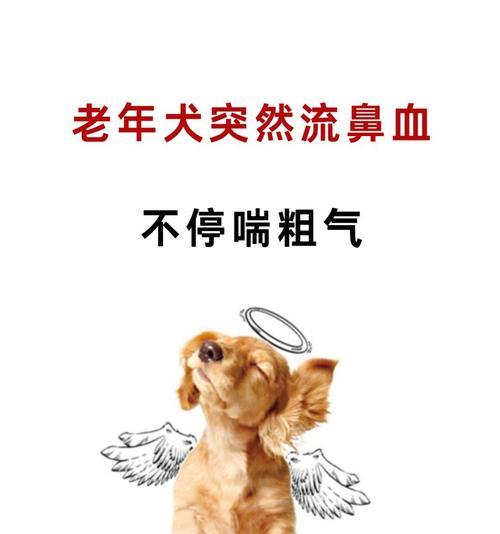老年可蒙犬的全方位养护指南（以宠物为主，为老年可蒙犬提供健康的衣食住行）