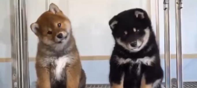 以太冷时狗狗的表现（如何保护你的宠物在寒冷的冬季中）