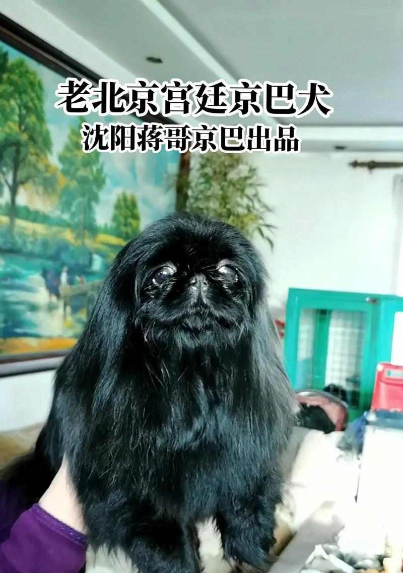 如何清洁京巴犬耳朵和牙齿（宠物护理技巧，提高京巴犬健康指数）