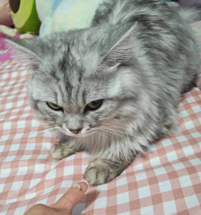 猫咪的爪子为什么凉？（正常现象还是需要关注的问题？）