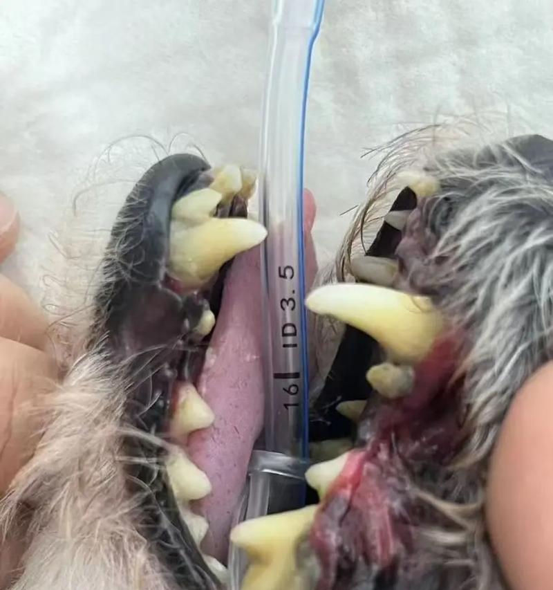 狗狗牙龈炎，小心碰一下会叫唤！（宠物的口腔健康问题，如何预防和治疗？）