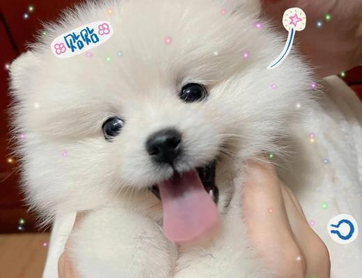 博美幼犬半夜大小便的解决方法（如何让你的博美幼犬养成良好的大小便习惯）