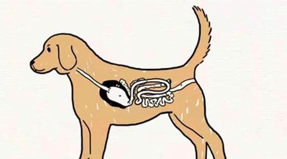 如何判断狗狗胀肚？（了解狗狗胀肚的原因和症状，及时处理避免严重后果）