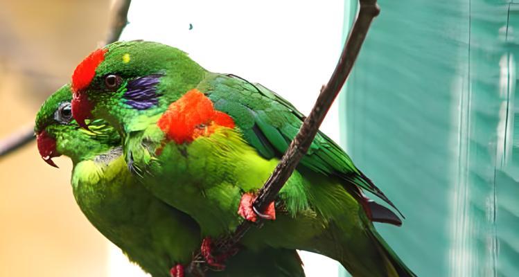 彩虹吸蜜鹦鹉饲养全指南（养鸟爱好者必看！一文教你如何照顾你的彩虹吸蜜鹦鹉）