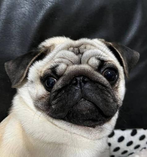 以巴哥犬吐了，该怎么办？（如何应对巴哥犬吐吐的情况及预防方法）