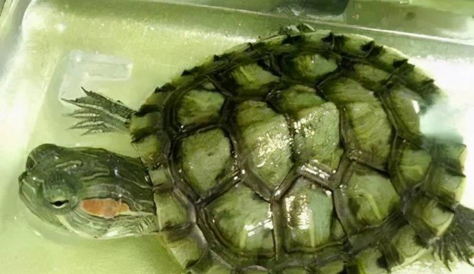 德州地鼠龟的饲养方法（打造健康快乐的德州地鼠龟生活）