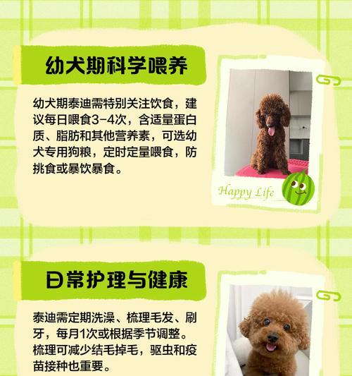 40几天的泰迪如何养护？（详细解析泰迪的生活、食物、健康和训练）
