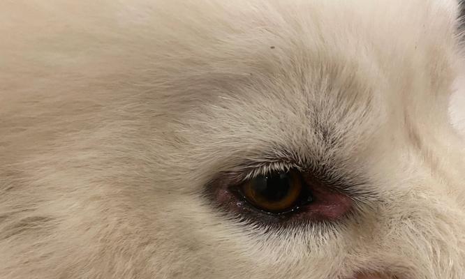 如何防止狗狗被蚊子叮咬（小心蚊虫，保护宠物健康）