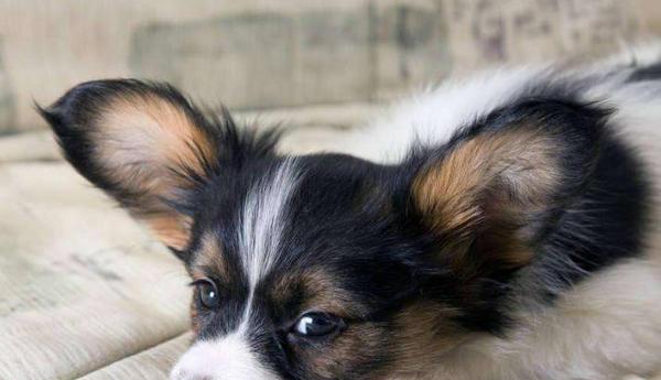 了解蝴蝶犬的常见疾病（宠物养护指南）