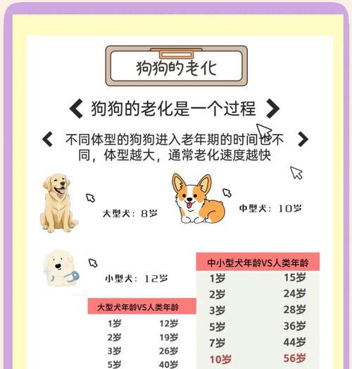 从狗狗身上看时间流逝的迹象（探讨狗狗衰老的表现及如何关爱老年宠物）